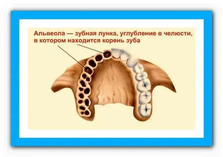 Альвеолы во рту