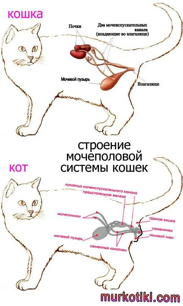 Деменция у кошек. Мочевой пузырь анатомия у котов. Строение мочевой системы котов. Схема мочевой системы у кота. Анатомия мочевой системы у кота.