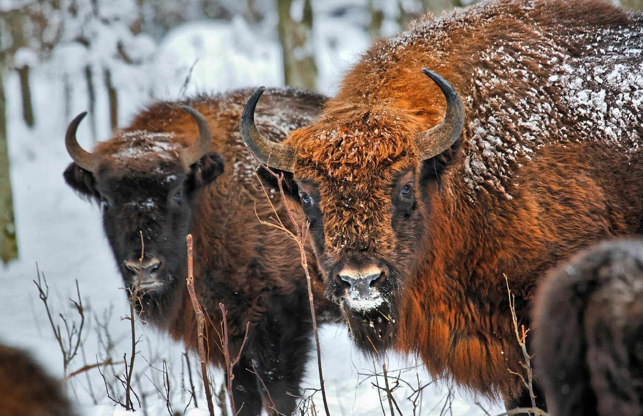National animals: Europe Quiz - By PrincessMartell
