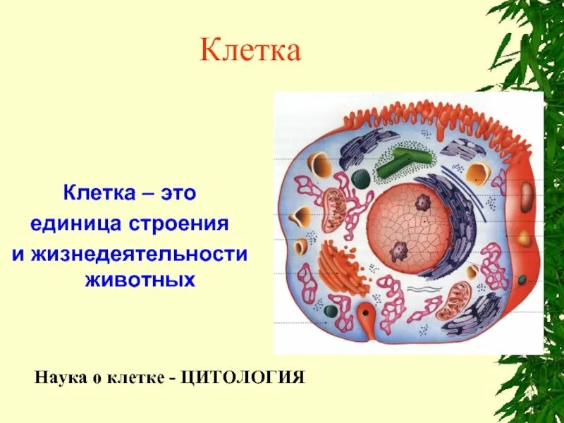 Живая клетка 5 класс биология. Клетка. Кетька. Клетка это кратко. Клетка живого организма.