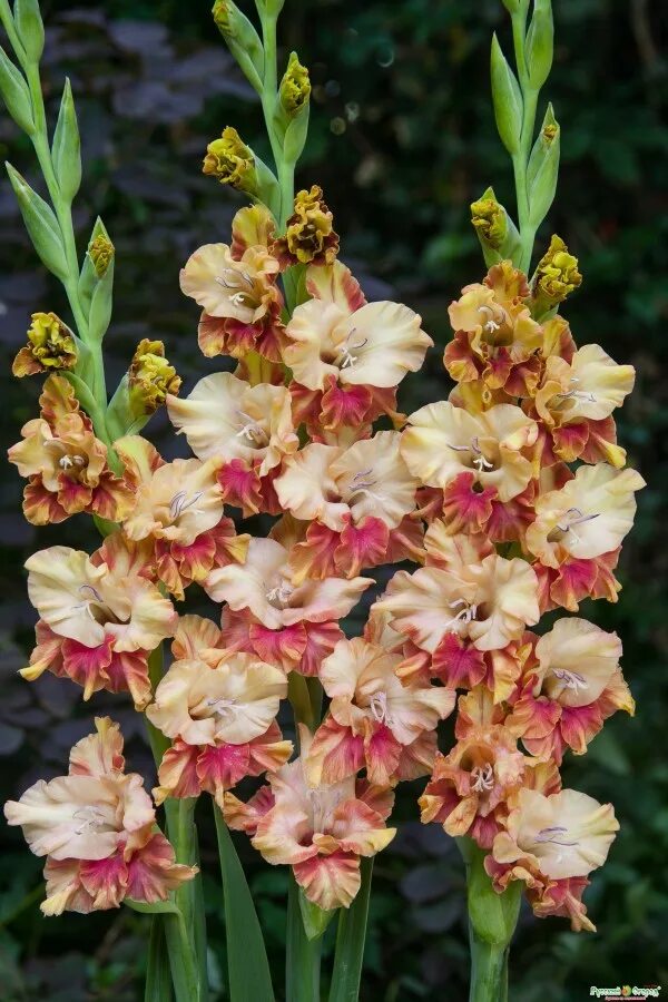 гладиолус шейди раффл. гладиолус фриззл баттерфляй. гладиолусы фриззл. гладиолус брокен харт. гладиолус фризл баттерфляй.
