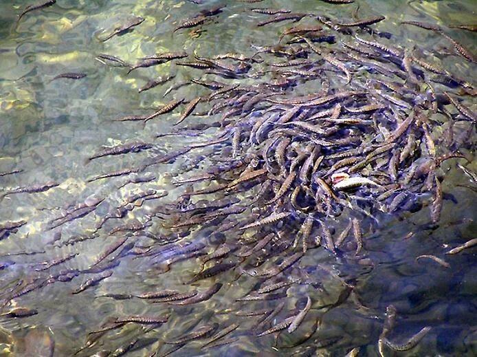 Рыба кишмя кишит. Рыба кишмя кишит. Много рыбы в водоеме. Очень много карася. Озеро кишит.