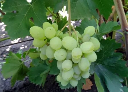 Виноград сорт русбол отзывы