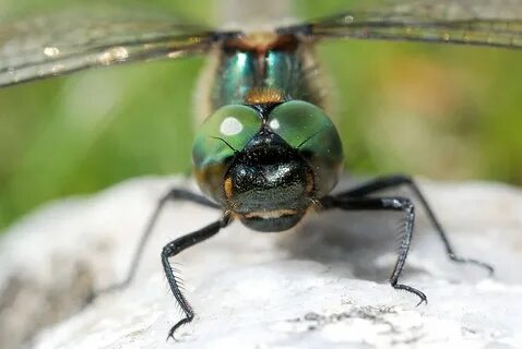 Corduliidae