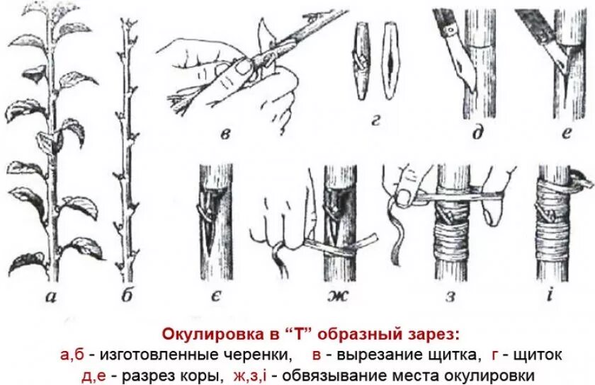 Размножение плодовых деревьев прививками. Способы прививки плодовых деревьев окулировка. прививка почкой окулировка. окулировка это способ прививки. прививка почкой (глазком) — окулировка.