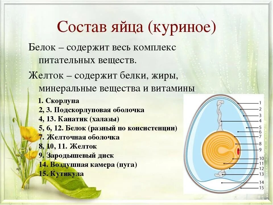 Химический состав куриного яйца. Строение белка желтка яйца. Яйцо химический состав и пищевая ценность. Пищевая ценность яйца куриного таблица. Яйцо химический состав и пищевая ценность.