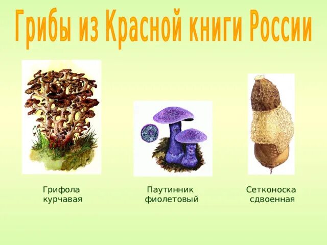 Урок по теме грибы 3 класс. Грифола курчавая паутинник фиолетовый. грифола курчавая , паутинник фиолетовый грибы. царство грибов 3 класс. царство грибов окружающий мир.