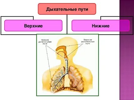 Презентация значение дыхания органы дыхания 8 класс