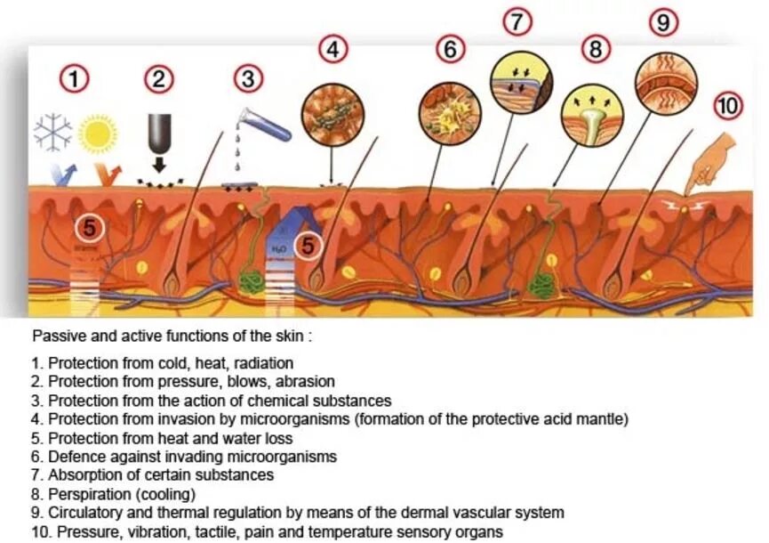 Action function. Skin functions. электрокристаллизация кожи. protective function of the skin. exchange function of skin.