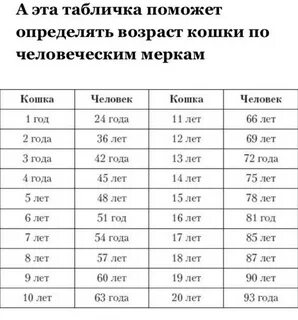 Сколько лет кошкам по меркам