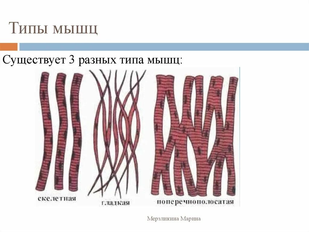 Типы мышц. Название типов мышечной ткани. Типы мышц человека. Три вида мышечной ткани человека.