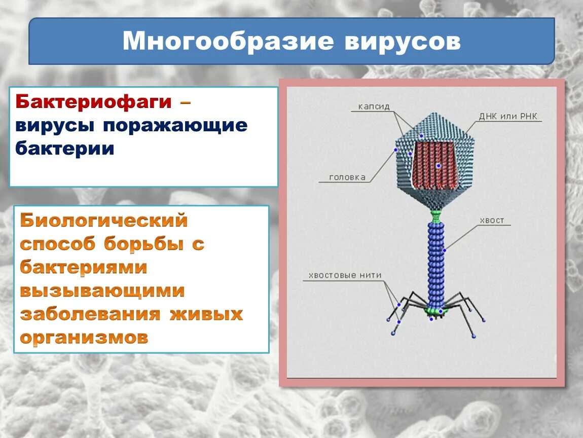 Вирус бактериофаг 5 класс биология. Строение вируса биология 10. Плазматическая мембрана бактериофага. Микроорганизм бактериофаг. Вирусы 6 класс биология