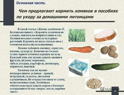 Что нельзя давать хомякам