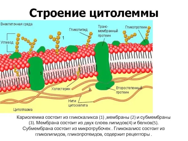 Строение плазмолеммы клетки. Строение и функции цитолеммы. Клеточная оболочка цитолемма строение и функции. Плазмолемма строение и функции.