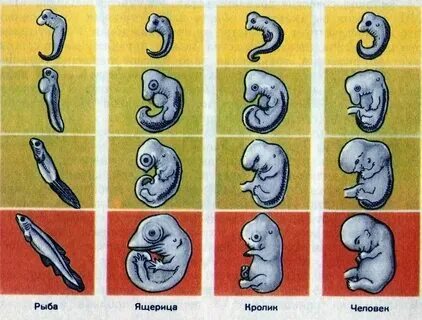 Закон зародыша