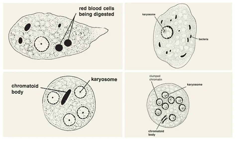 Эритроцит амеба. Цисты entamoeba coli. строение цисты кишечной амебы. кишечная амеба (entamoeba coli). entamoeba histolytica строение.