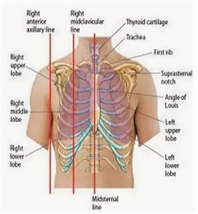 Linea medioclavicularis dextra. Linea medioclavicularis dextra