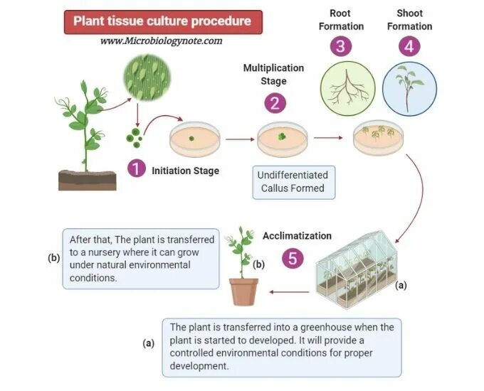 Plant Tissue Culture. Методы культивирование в тканевых культурах. Микроклональное размножение растений биотехнология. Микроклональное размножение многолетников. Plant culture