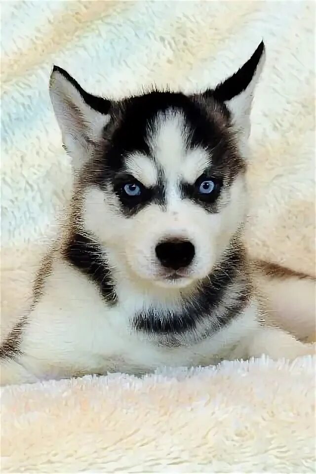 11 хаски. 11 хаски. Сибирский хаски щенки. Найдена хаски. Гетерохромные собаки.