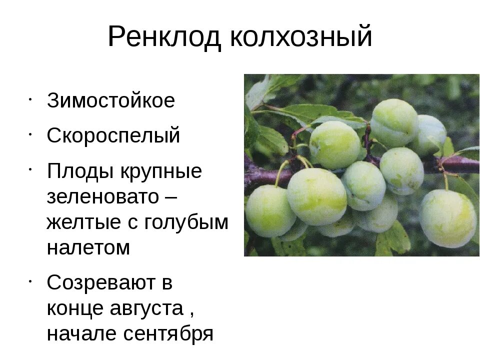 Ренклод советский отзывы слива описание. Слива Ренклод зеленый описание. Слива желтая Ренклод Колхозный. Ренклод Колхозный слива описание. Сорт Ренклод Колхозный.