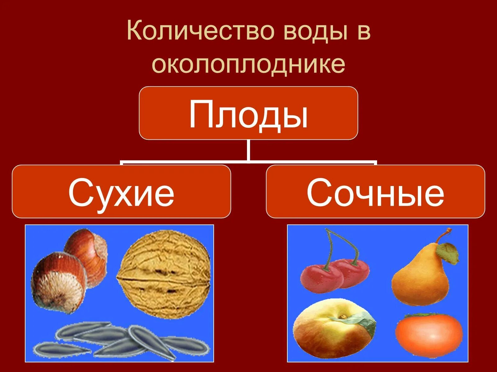 Сухие односемянные плоды. Сочные односемянные плоды. Типы плодов сочные односемянные. Сочный околоплодник. Орех околоплодник