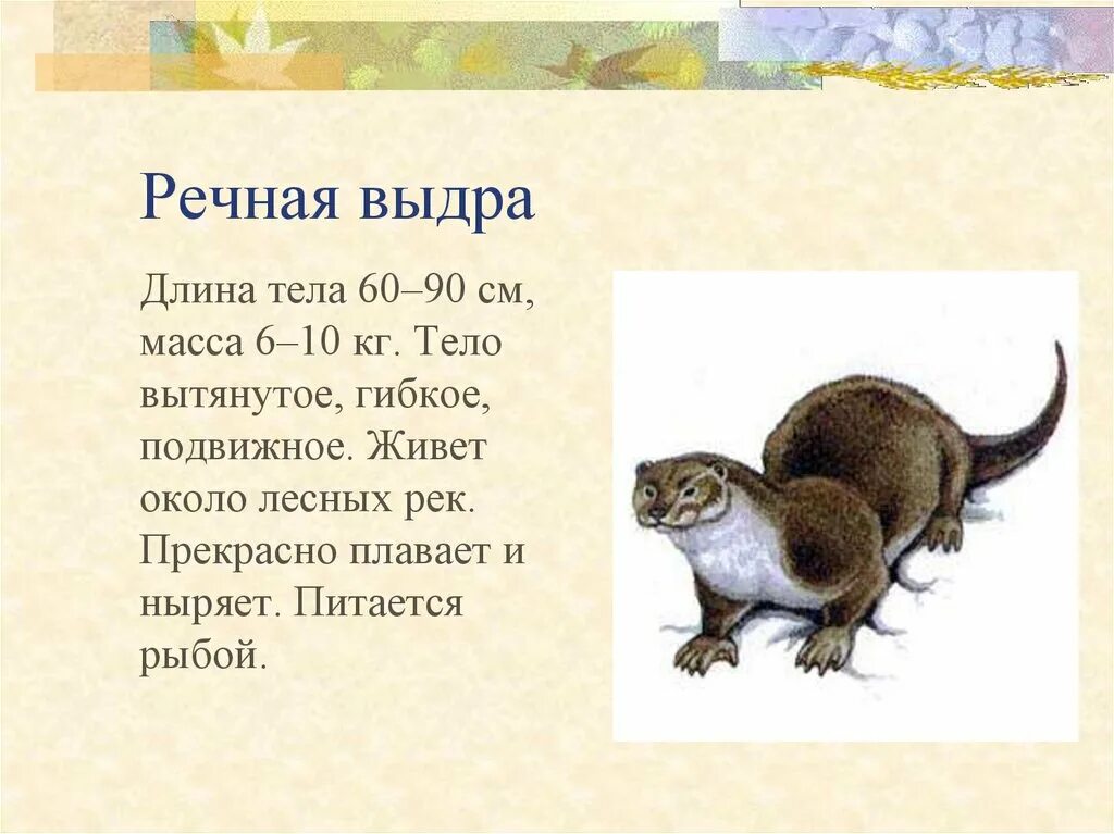 Красная книга новгородской области животные список с картинками - Арт Минск.ру