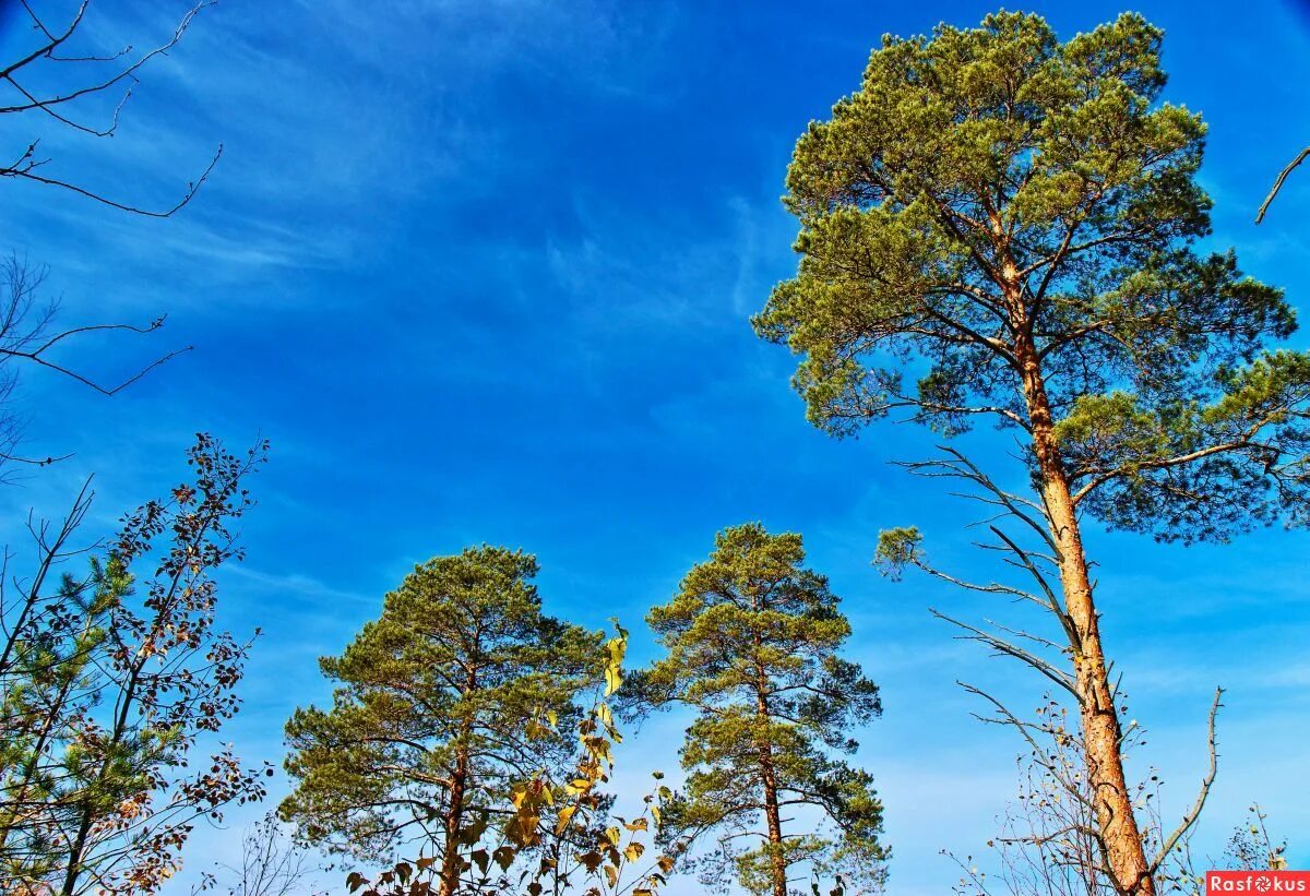 сосновый бор северодвинск зимой. сосна остистая межгорная 5068 лет. секвойя мафусаил. сосна великанша бузулукский бор. одинокая сосна.