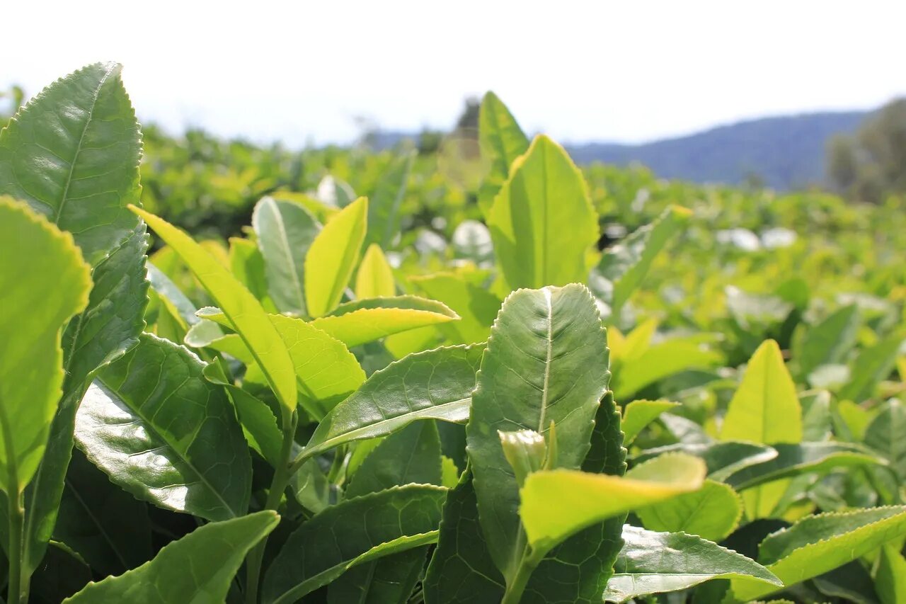 Чай как называется растение. Camellia sinensis листья. листья чайного дерева camellia sinensis. камелия китайская чай плантации. плантации камелии синенсис.