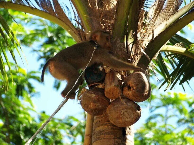 Обезьяна на Пальме. Кокос на дереве. Обезьяны собирают кокосы. Обезьянка на дереве.