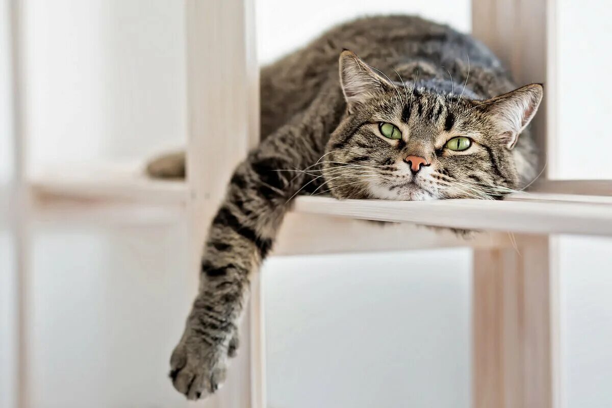 Кот лентяй. Кот ленится. Кот лени. Ленивый кот. Кот лени.