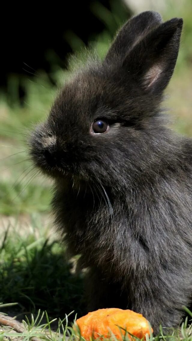 Черный кролик на английском. Львиноголовый кролик черный. Черный кролик. Черный декоративный кролик. Карликовый кролик черный.