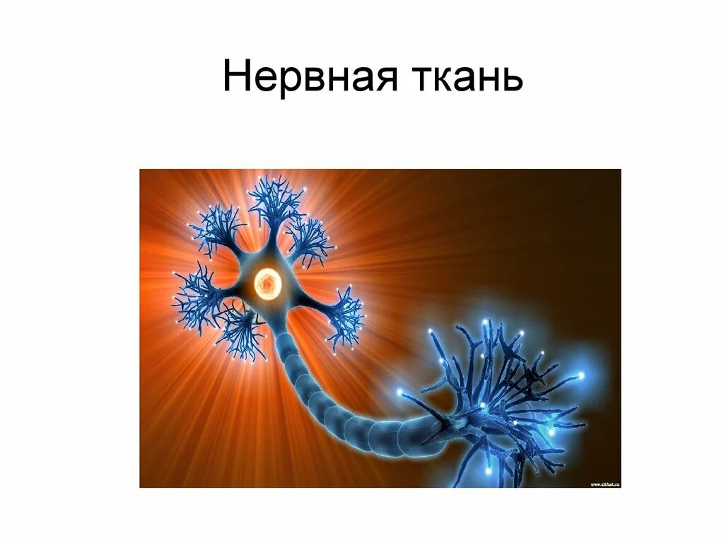 Нервная ткань расположение строение Признаки характерные для нейрона