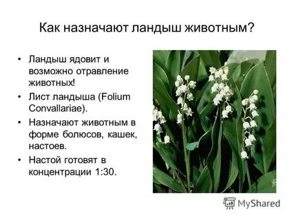 Ландыши ядовитые или нет для людей