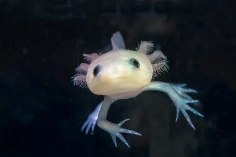 Аксолотль синий