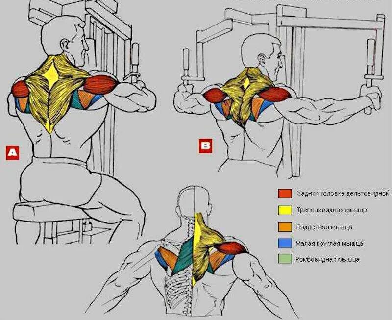 Упражнения на средний пучок. Тренажер для мышц задней дельты. Задняя Дельта мышца. Упражнения на задние дельты плеч. Разводка на заднюю дельту в тренажере бабочка.