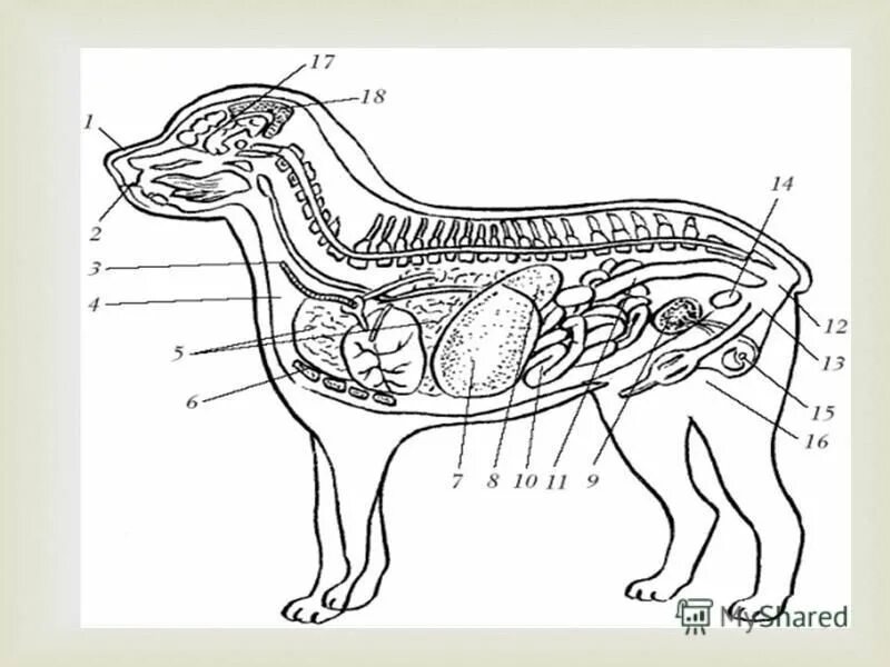Посмертное расчленение тела. Презентация по анатомии. Раздел анатомии изучающий форму и строение. Анатомическое название частей тела человека. Расчленение тела на равные сегменты.