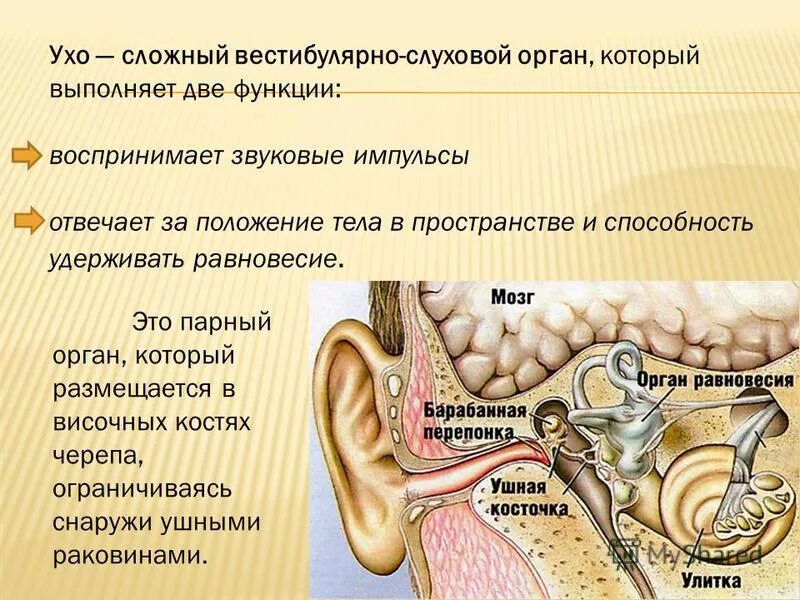 сообщение на тему слух. наружное ухо ушная раковина. презентация на тему органы слуха. сообщение о слухе человека. презентация на тему органы слуха.