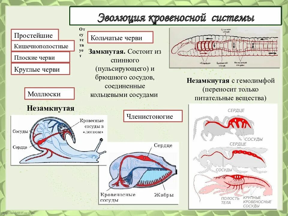 У круглых червей отсутствует