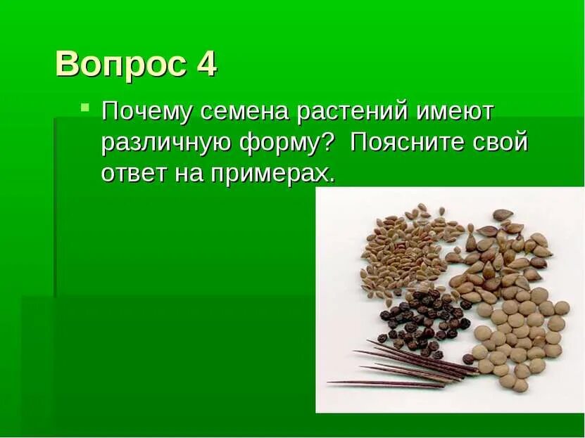 Текст про семена. Растения имеющие семена. Почему семена. 4 Семена растений.