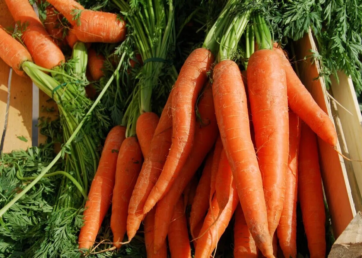 Гавриш морковь зимний цукат. Морковь сорт цукат. Сорт моркови зимний цукат. Баядера сортов моркови.