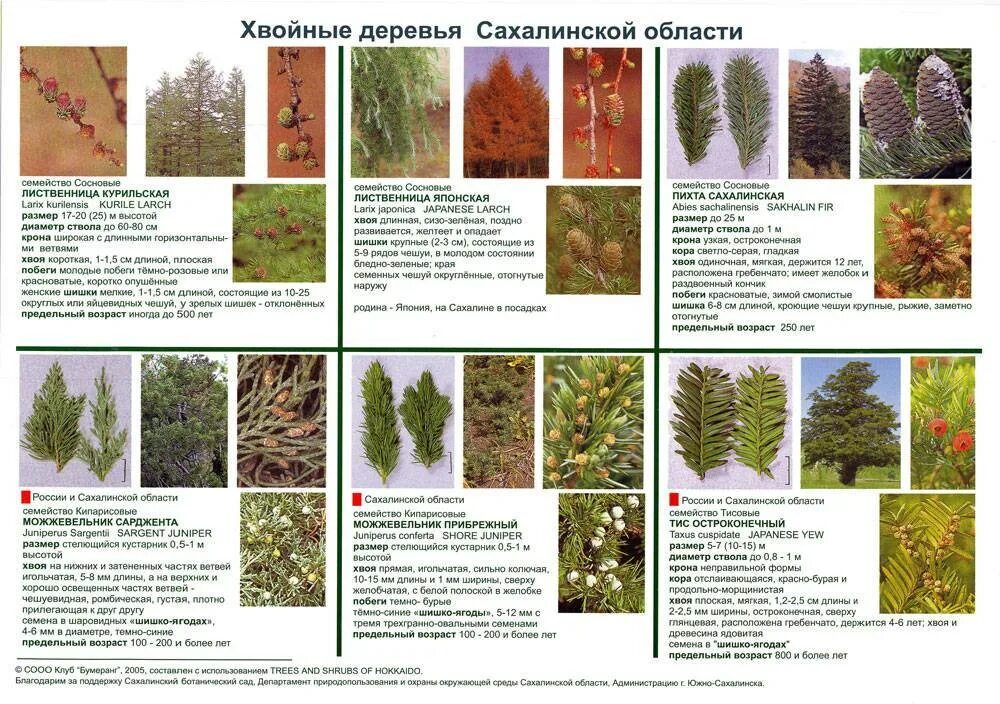 В растительном покрове преобладают хвойные породы деревьев. Определитель деревьев и кустарников средней полосы России. Хвойные деревья. Хвойные породы растений. Хвойные растения названия.