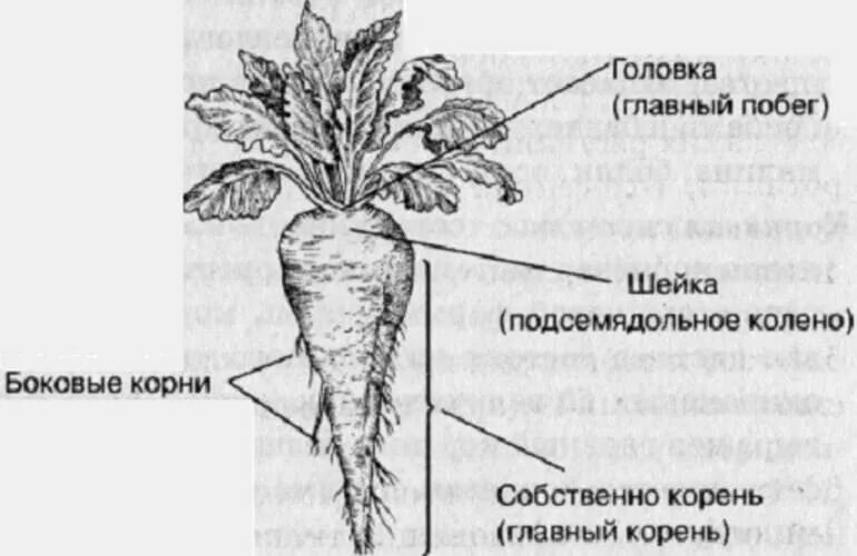 1 побег это часть корня. Строение корнеплода сахарной свеклы. Внешнее строение корнеплода свеклы. Строение корнеплодов моркови и свеклы. Внешнее строение корнеплода моркови и свеклы.