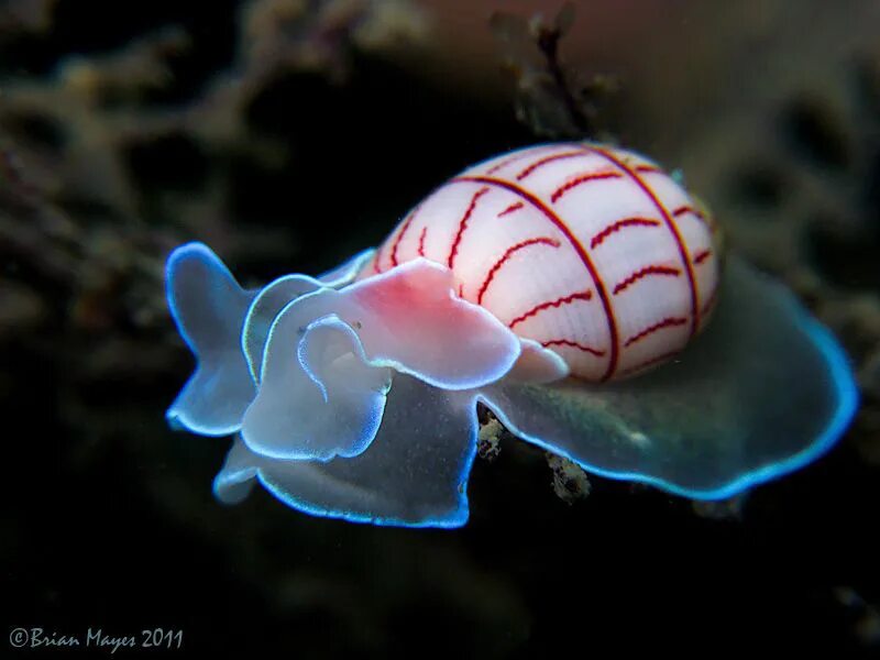 Морские брюхоногие. Морская улитка Bullina lineata.. Переднежаберные брюхоногие моллюски. Морские брюхоногие моллюски морские. Брюхоногие морские улитки.