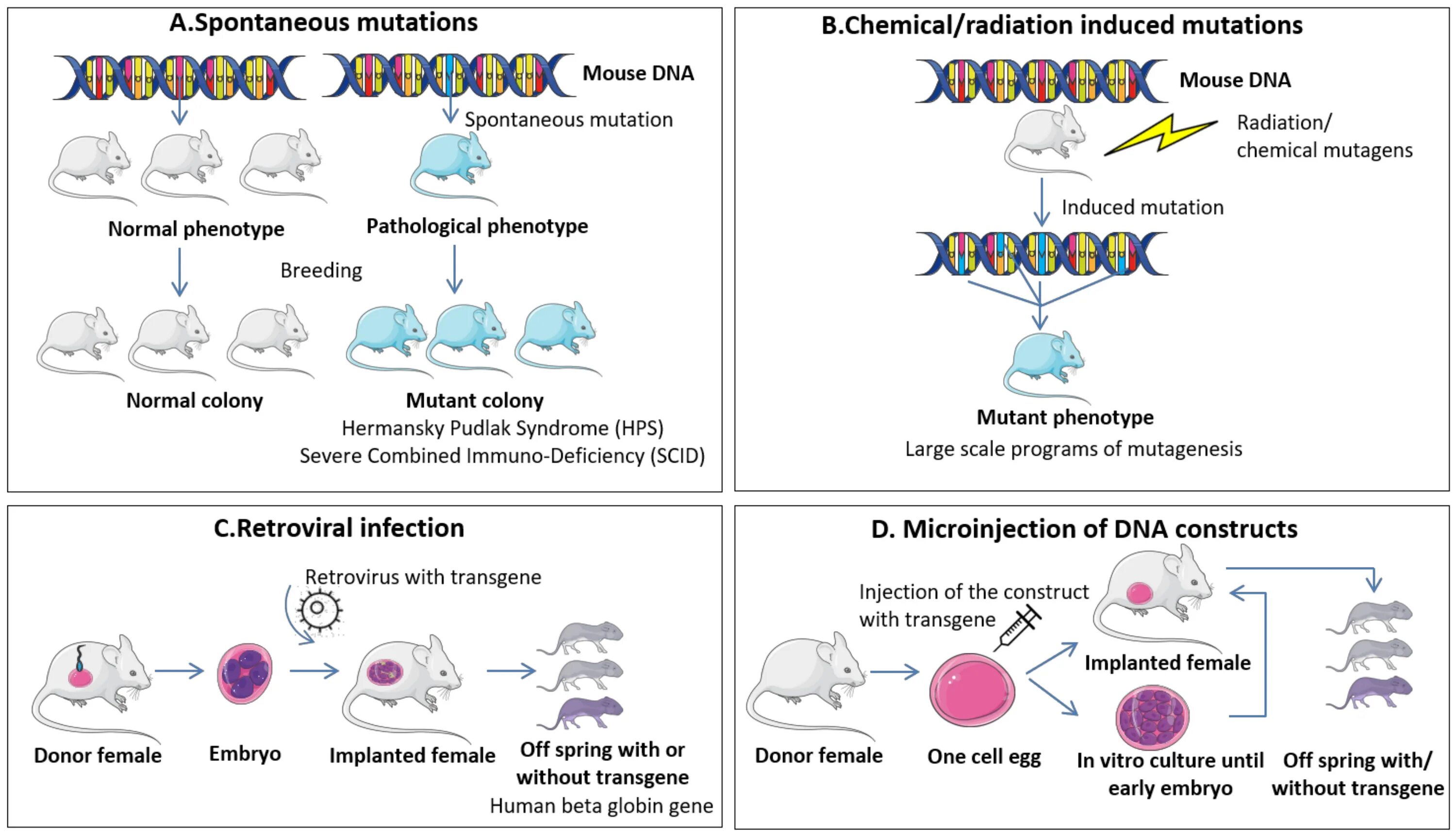 Global mutation. Induced Mutations. Spontaneous Mutations. Types of Mutations. Induced Mutations mechanism.