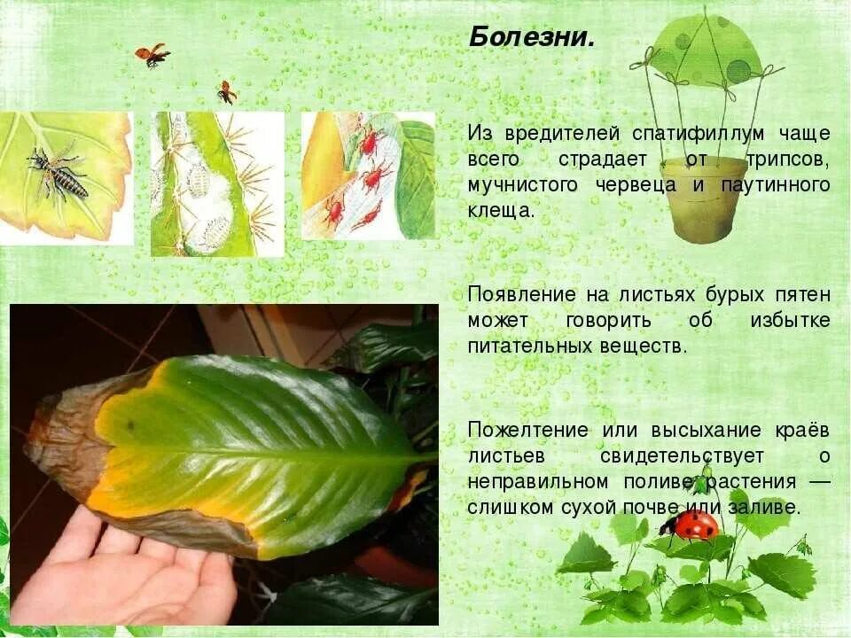 Почему сохнут листья у цветов