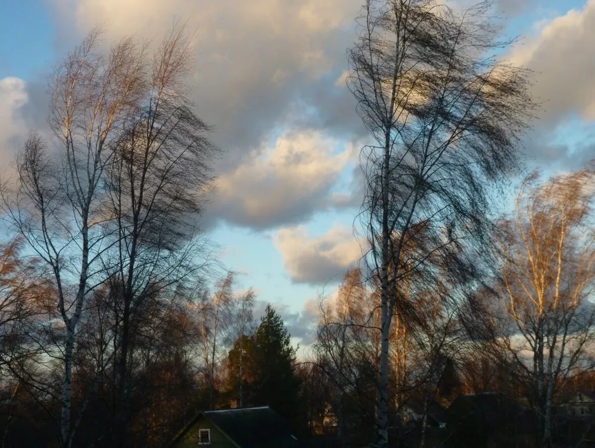 весенний ветер. ветер закат. ливни и грозы в ленобласти. сильный ветер. штормовое предупрежден.