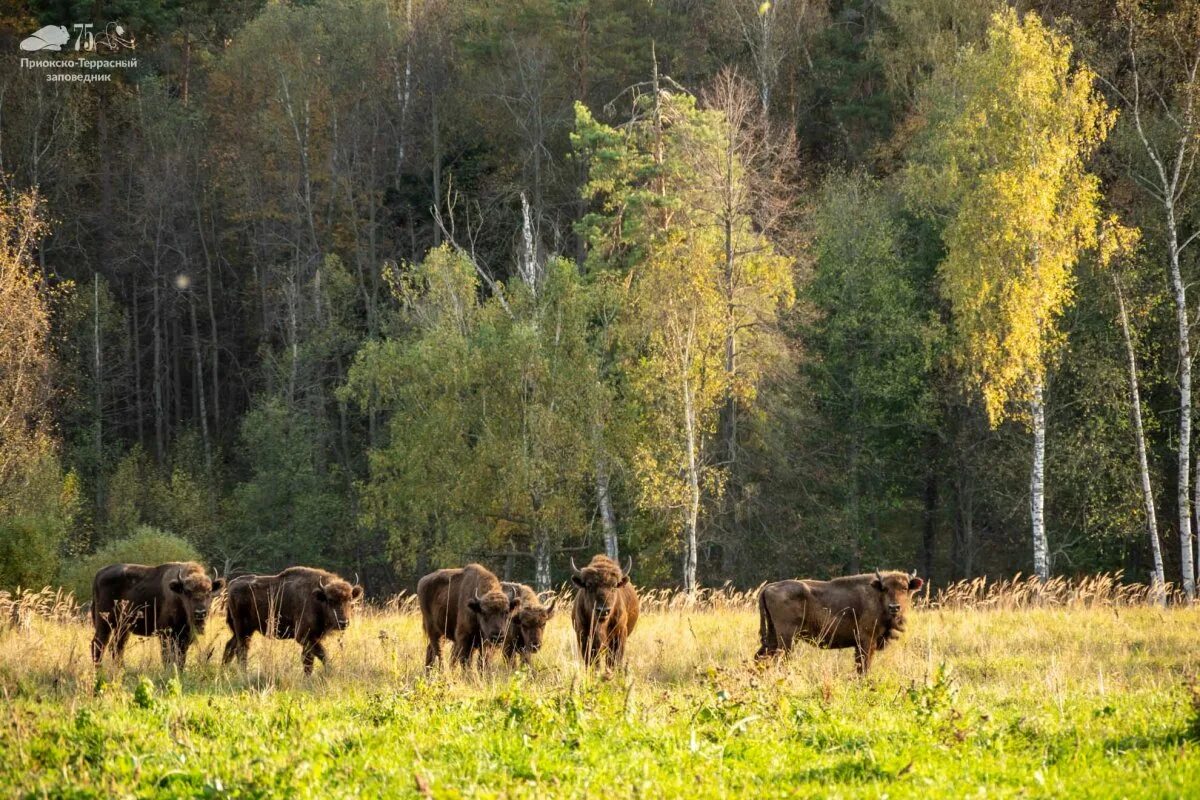 Значение национальный парк заповедник