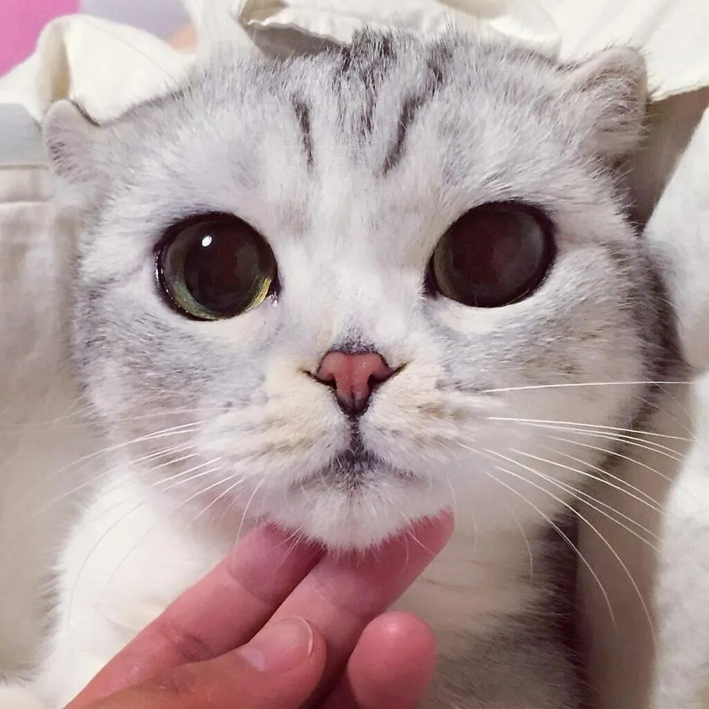 Большой милый кот. Британская шиншилла коби. Милые котики. Няшный кот. Британская шиншилла хосико.