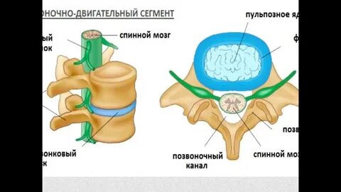 Фиброзное кольцо межпозвонкового диска