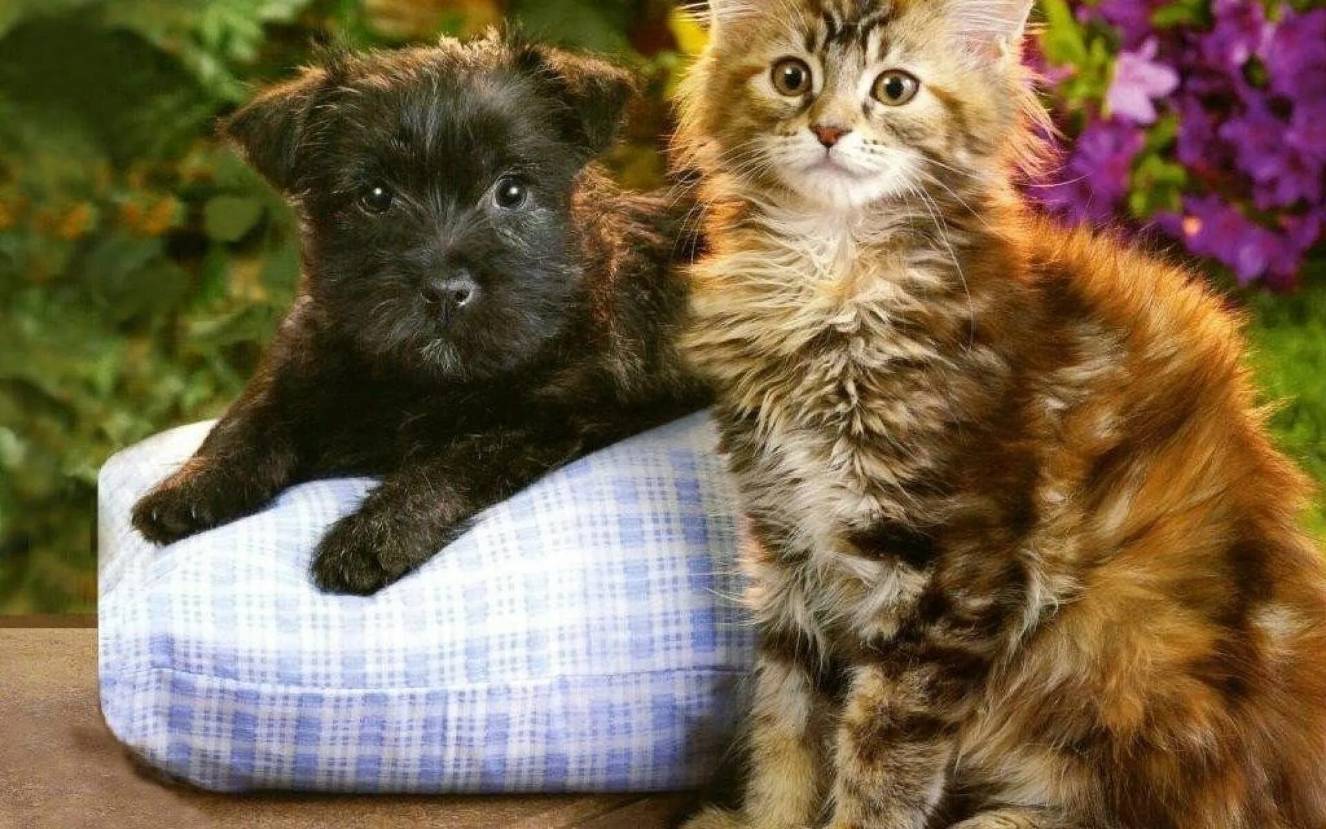 Про кошек и собак. Собачки и кошечки. Щенок и котенок. Красивые собаки и кошки. Котята.
